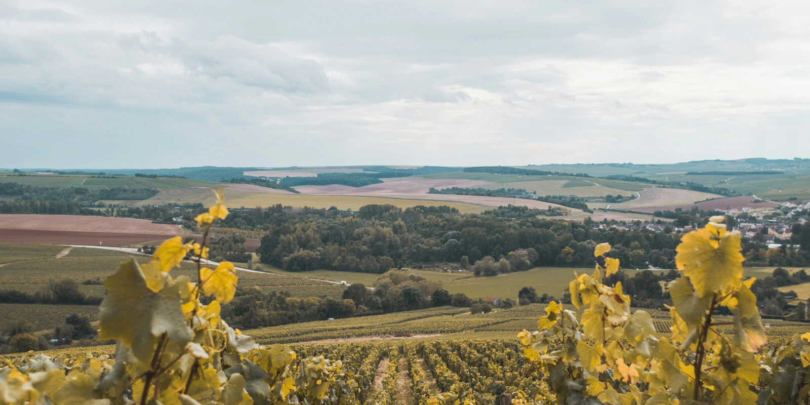 Le Rôle du DUT Carrières Sociales dans le Secteur Social